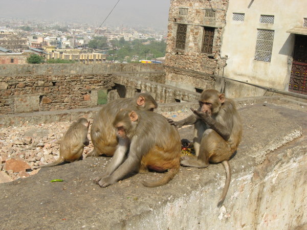 Monkeys at Monkey Temple