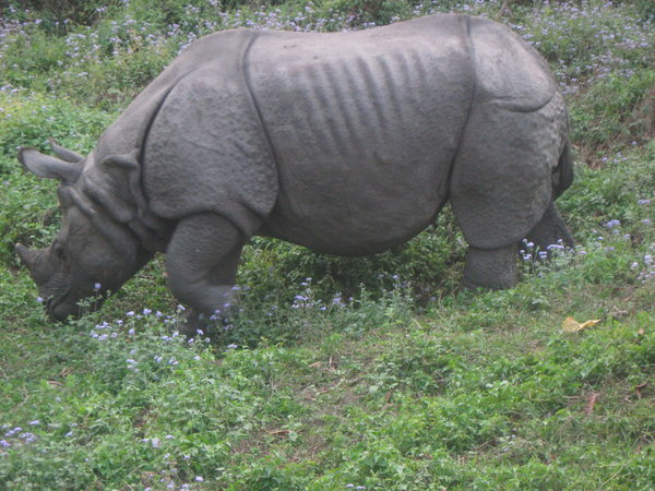 Rhino up close and personal