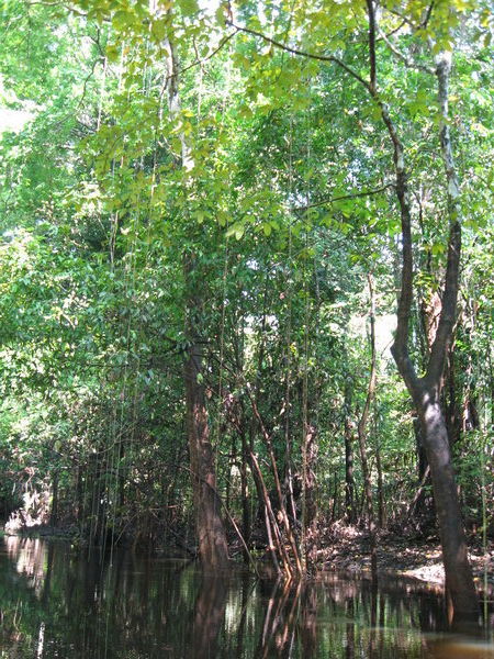 Flooded Forest in Jungle