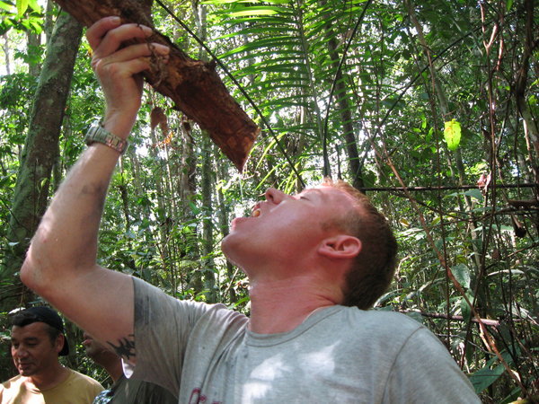 Drinking water out of tree trunk