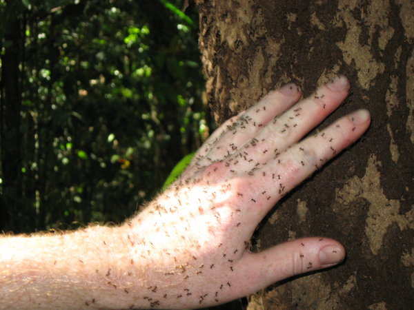 My hand swamped by ants
