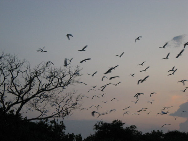 Bats over the river