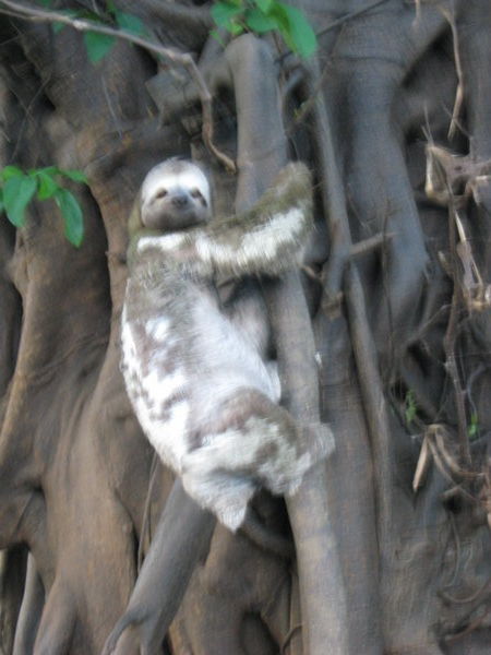The sloth climbing back