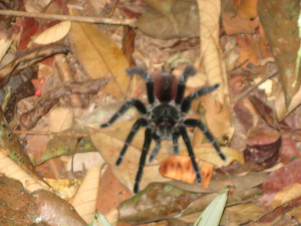 A tarantula with his skin on :-)