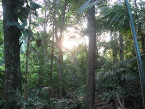Dawn in the Amazon