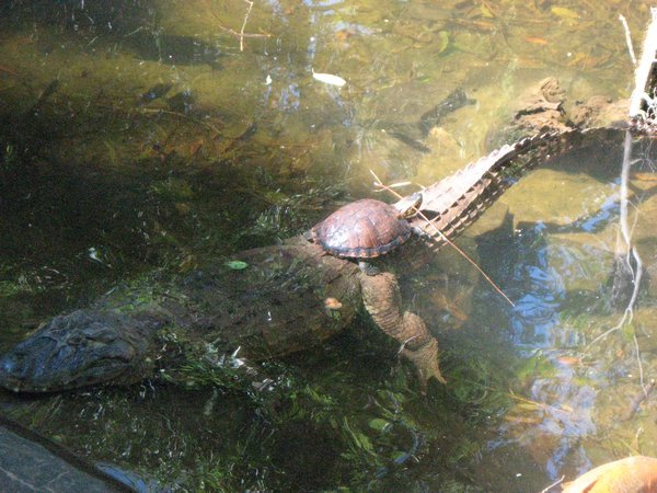 Turtle taking a ride on a Caiman