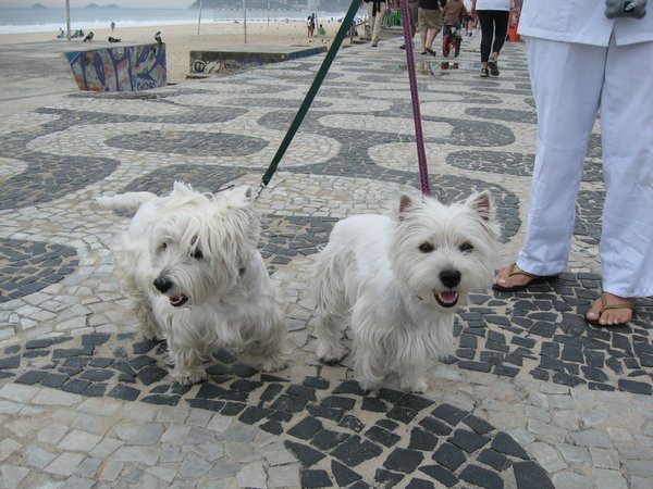 Westies on Ipanema beach
