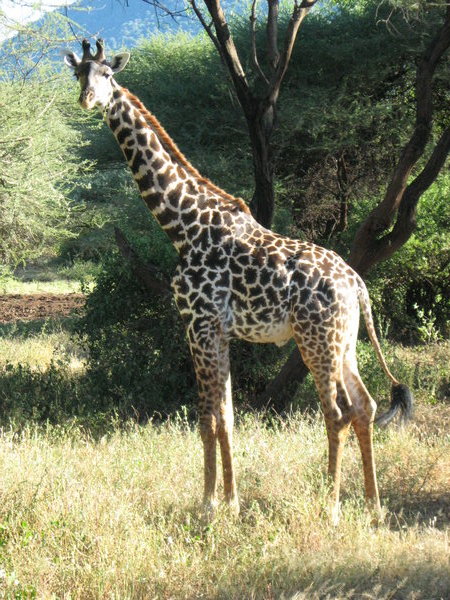 Giraffe in Manyara