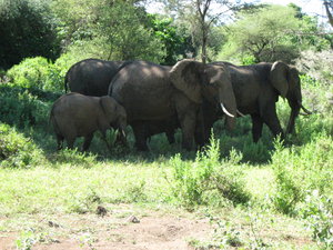 Elephants in Manyara NP
