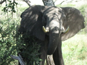 Elephant close up