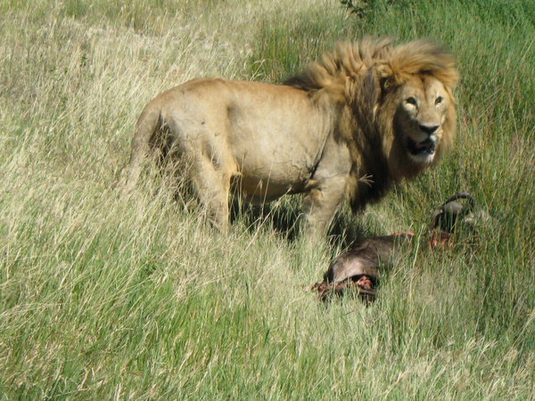Lion and his kill