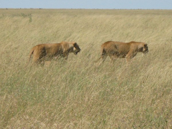 2 lionesses going to hunt