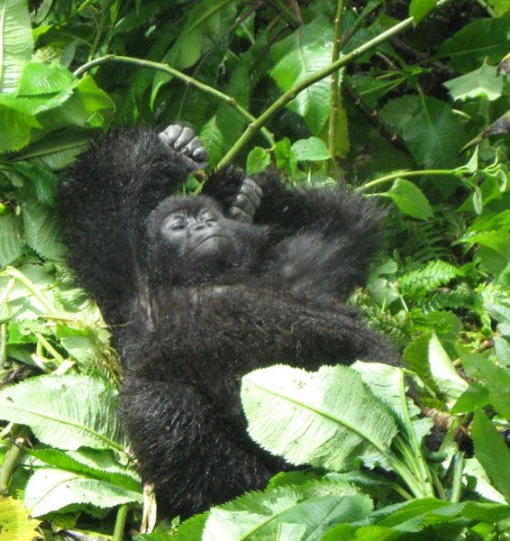 Baby Gorilla chilling