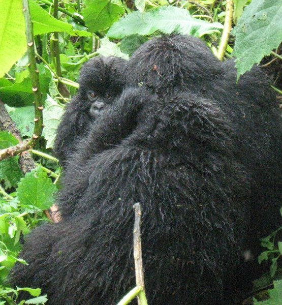 The youngest baby gorilla in Rwanda