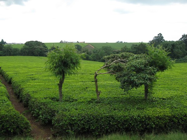 Tea plantations in Kenya