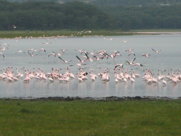 Flamingoes on Lake Naivasha
