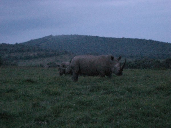 White Rhinos