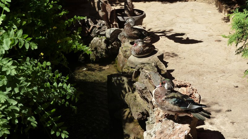 Ducks in Besini restaurant