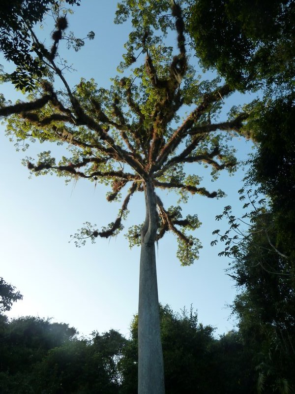 La Ceiba tree