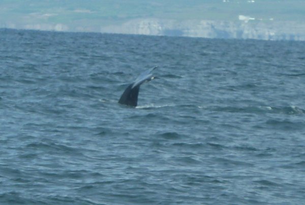 Pilot whale