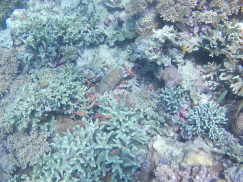 From the reef at Mabul