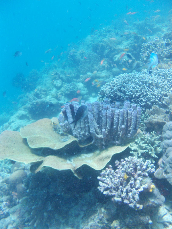 From the reef at Mabul