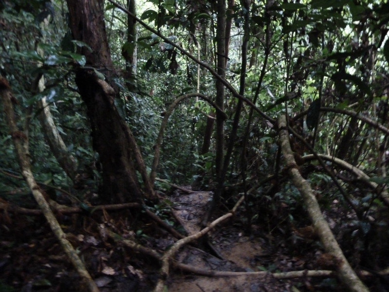 trekking through the jungle