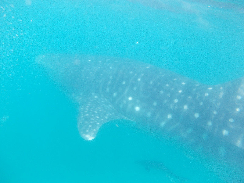 Snorkelling with the Whale shark