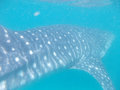 Snorkelling with the Whale shark