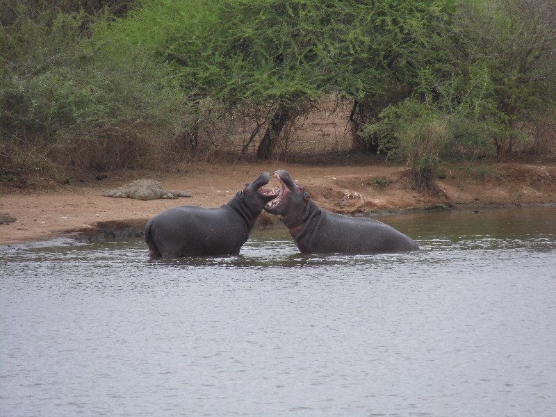 Juvenile hippos play fighting