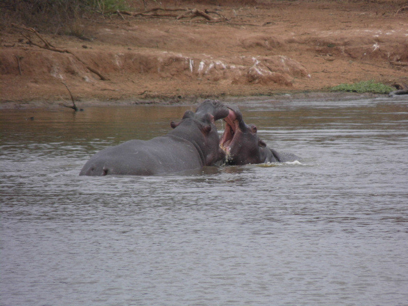 Juvenile hippos play fighting