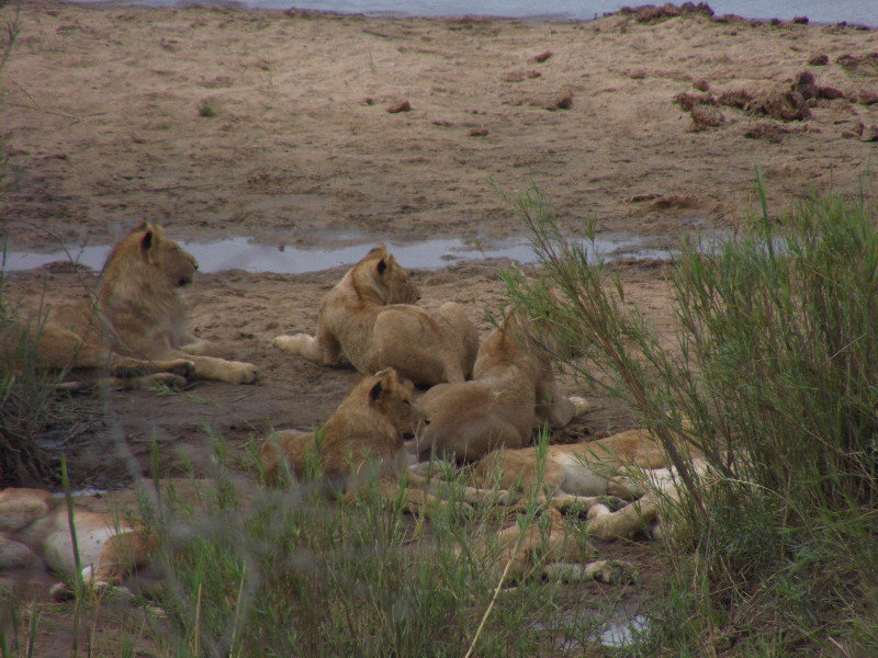 More Lions