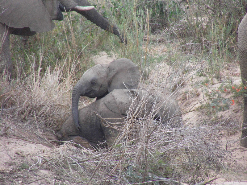 baby elephants playing