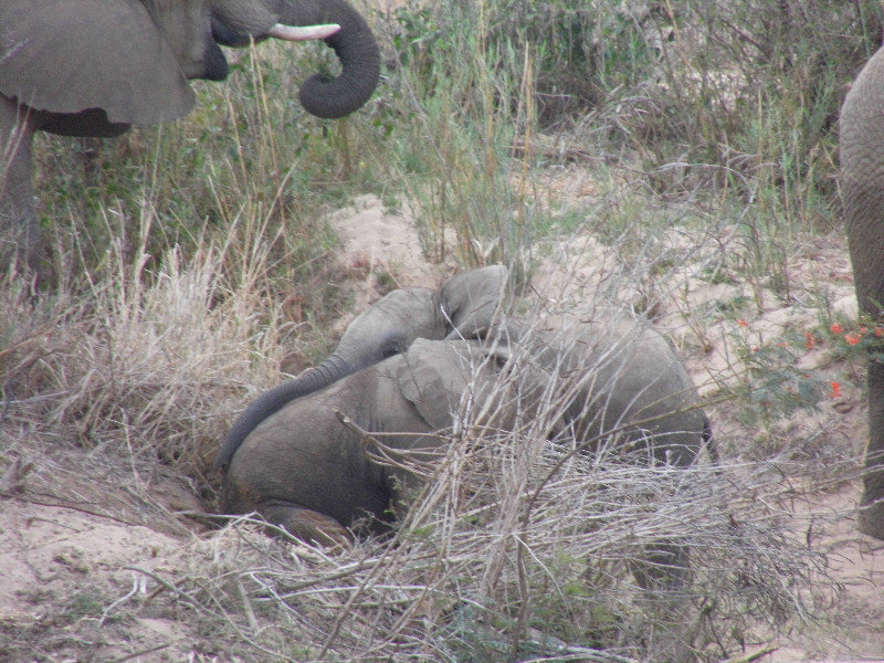baby Elephants