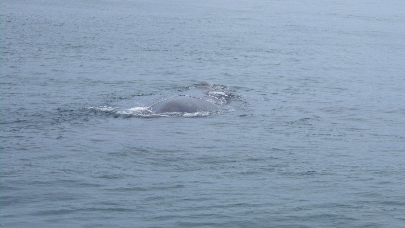 Southern Right whale and her calf