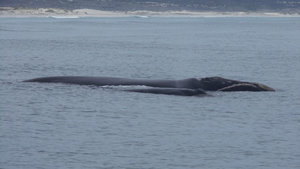 Southern Right whale and her calf