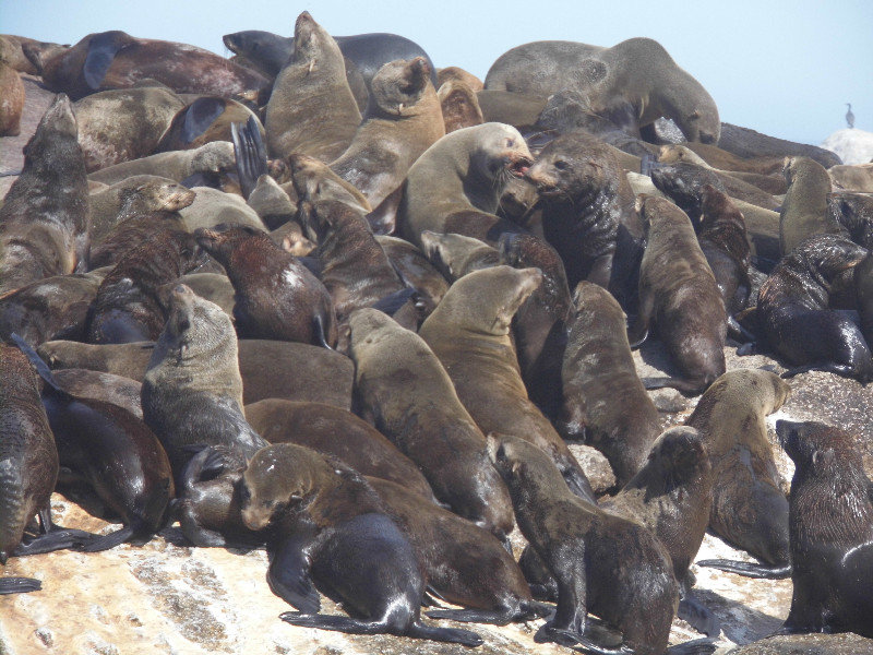 Cape Fur seals