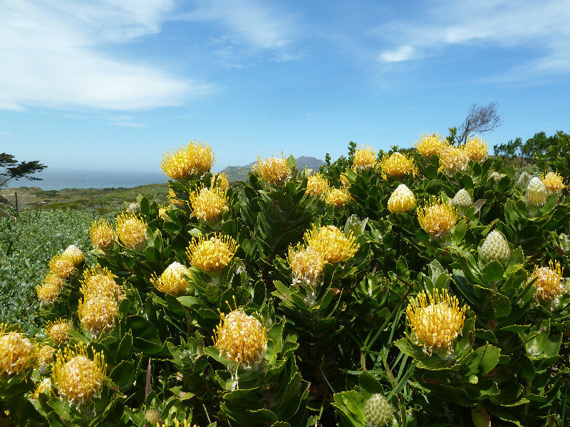Protea at Cape Point