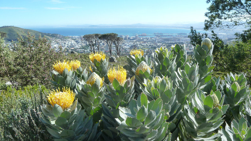 Protea at Table Mountain
