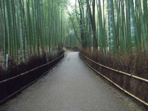 Arashiyama bamboo grove 