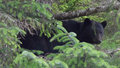 A surprised black bear that ran up a tree