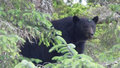 A surprised black bear that ran up a tree
