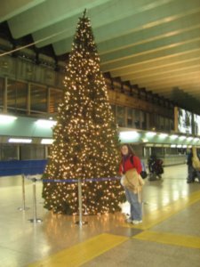 Tree at Airport