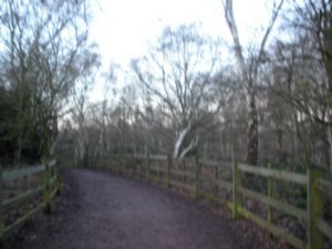 Path in Sherwood forest