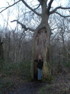 Another Hollow Tree!!!