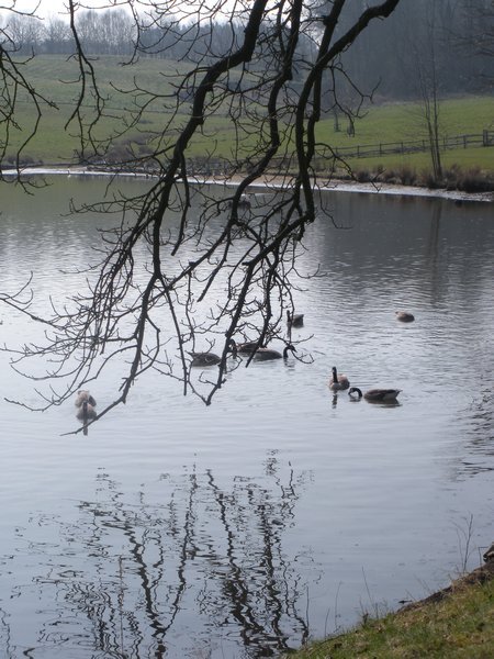 Lake and Ducks