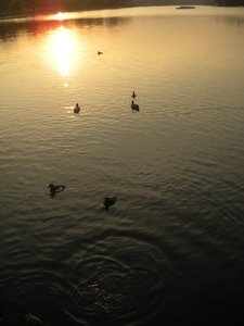 Ducks on the Serpentine