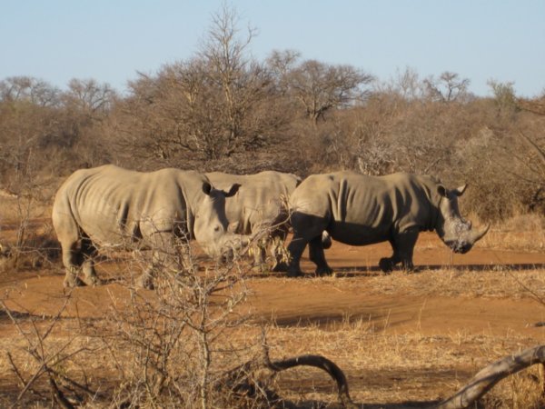 The Rhino who followed