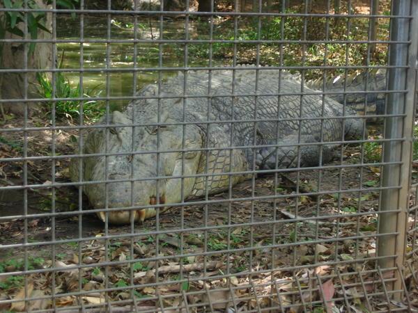 Nasty big croc at the croc farm 