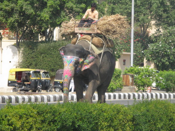 Elephant walking the streets of Jaipur